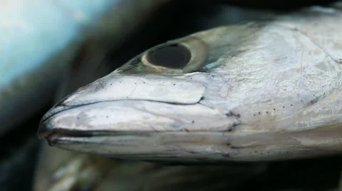 Mackerel close up Stock Footage 48423691