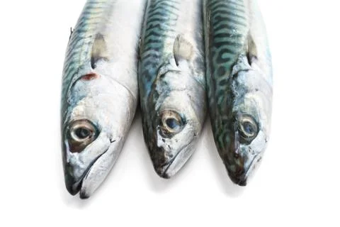 Mackerel closeup Stock Photos