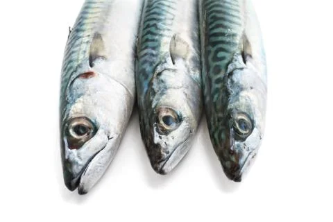 Mackerel closeup Stock Photos