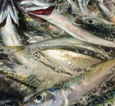 Mackerel Fish Background Stockfoto's