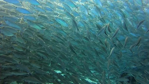 Mackerel Fish, Bonaire Stock Footage