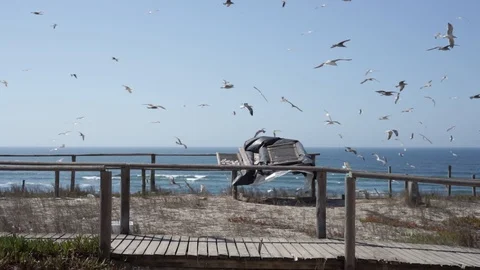 Mackerel fish drying in the sun while a group of seagulls flies by. Stock Footage 116437848