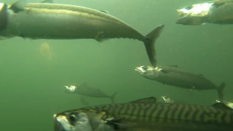 Mackerel fish eating plastic microplasti... | Stock Video | Pond5
