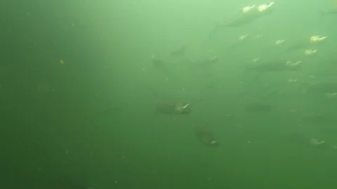 Mackerel fish eating plastic microplastic with open mouth Vídeo Stock 114735226