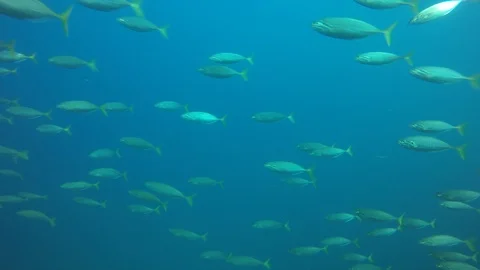 Mackerel fish Stock Footage 99136545