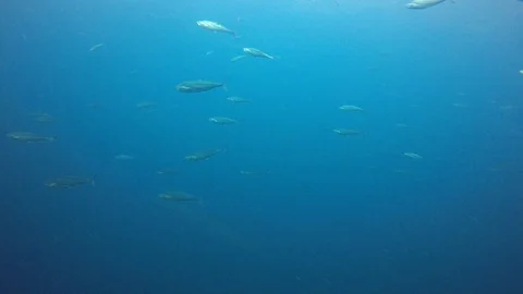 Mackerel fish Video stock 101585206