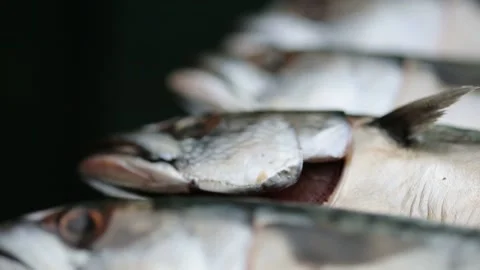 Mackerel. The fish is on the grill Stock Footage 146647907