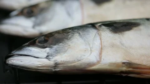 Mackerel. The fish is on the grill Stock Footage 146647915
