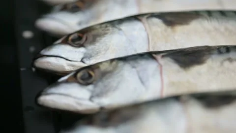 Mackerel. The fish is on the grill Stock Footage 146647916