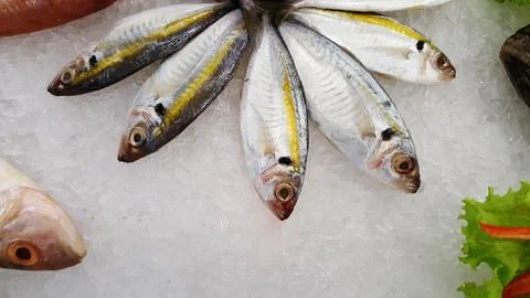 Mackerel fish on an ice. Stock Photos