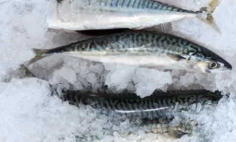 Mackerel fish on ice 스톡 사진