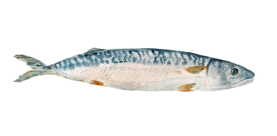 Mackerel fish Stock Illustration