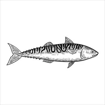 Mackerel fish. Isolated design element. Vector illustration in black and wh.. Stock Illustration
