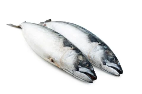 Mackerel fish isolated on white background Stock Photos