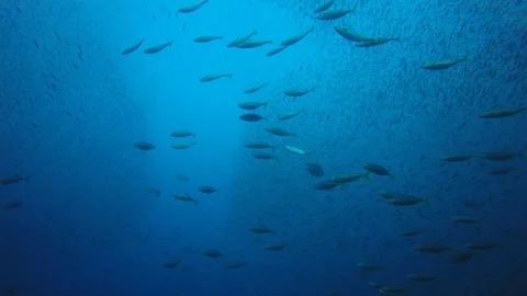 Mackerel fish in ocean Stock Footage 105101716