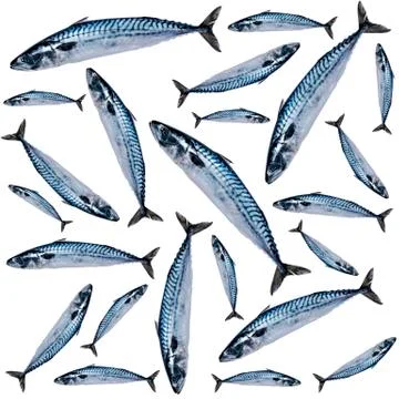 Mackerel fish pattern isolated on white background. Frozen fish. iced atlanti Stock Photos