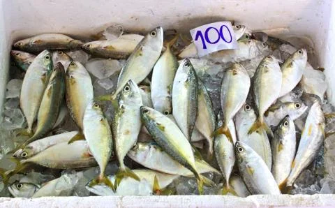 Mackerel fish Stock Photos