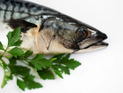 Mackerel Fish Stock Photos