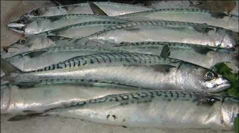 Mackerel Fish for sale Stockbeeldmateriaal 861007