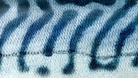 Mackerel fish, striped side close-up Stock Footage 165899091