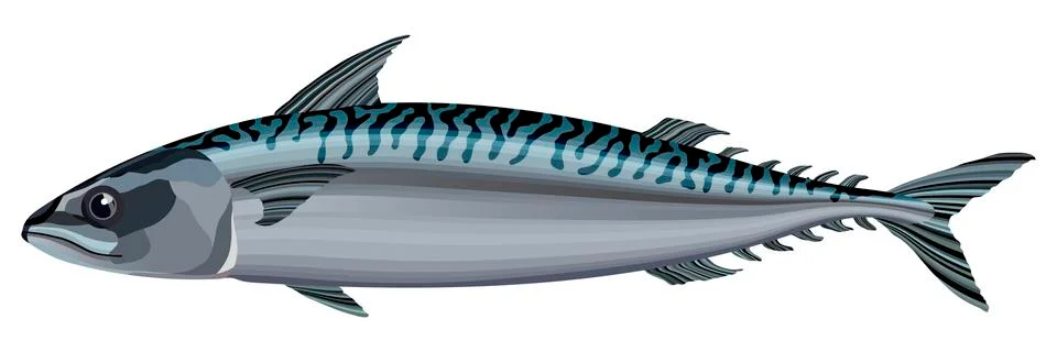 Mackerel fish on white background vector illustration Stock Illustration