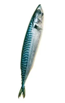 Mackerel fish on the white Stock Photos
