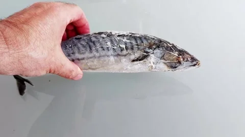 Mackerel in Frosted State on Clean Surface-Minimal Chill Scene Stock-Footage 314545507