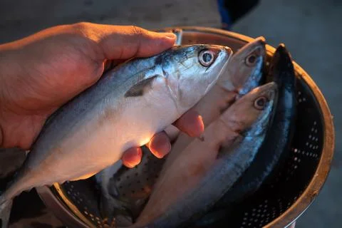 Mackerel hand Stock Photos