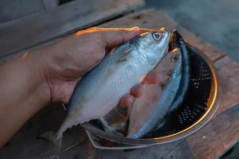 Mackerel hand Stock Photos