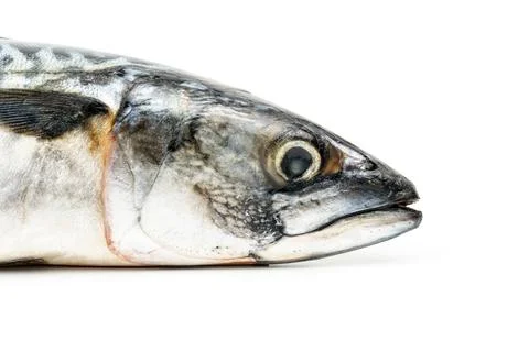Mackerel head isolated on white background Stock Photos