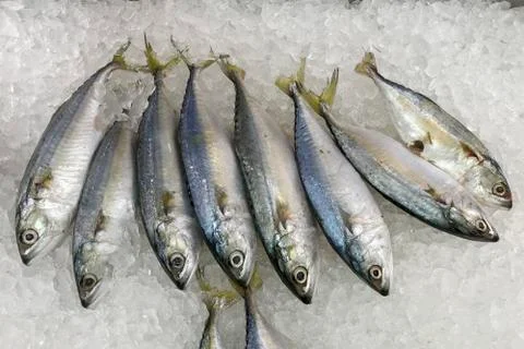 Mackerel on ice for cooking Stock Photos