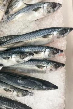 Mackerel on ice for cooking Stock Photos