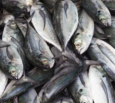 Mackerel on ice Stock Photos