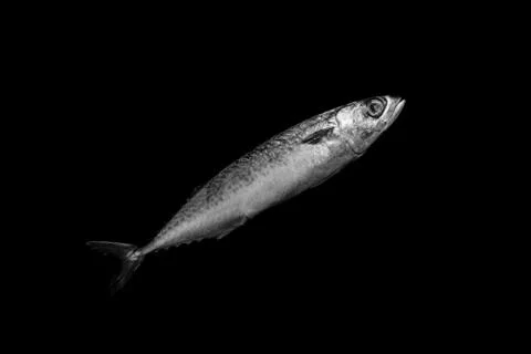Mackerel isolated on black background Foto stock