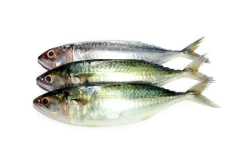 Mackerel isolated on white background Stock Photos
