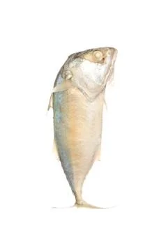 Mackerel isolated on white Stock Photos