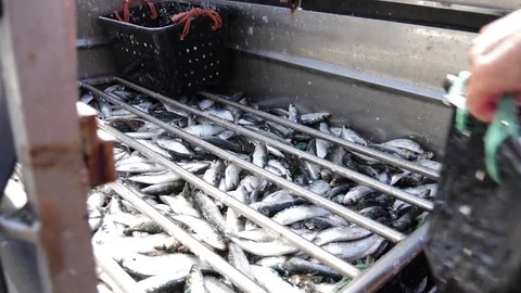 Mackerel just been caught ready for market slow motion Stock Footage 76917837