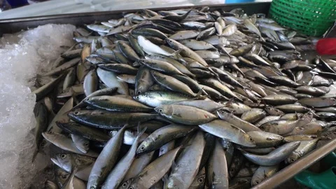 Mackerel for market Stock-Footage 123688204