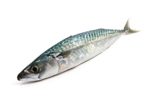 Mackerel over white Stock Photos
