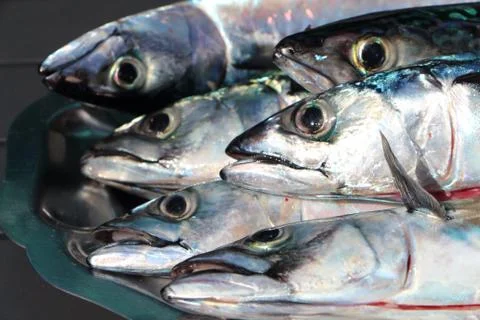 Mackerel on a pewter dish Stock Photos