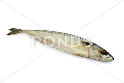 Mackerel Stock Photos
