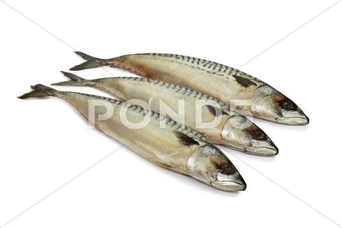 Mackerel Stock Photos