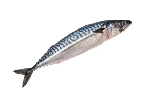 Mackerel Stock Photos