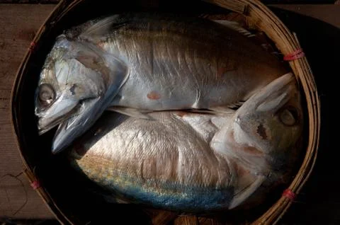 Mackerel Stock Photos