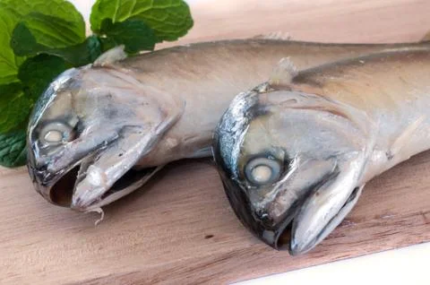 Mackerel. Stock Photos