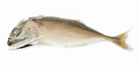 Mackerel. Stock Photos