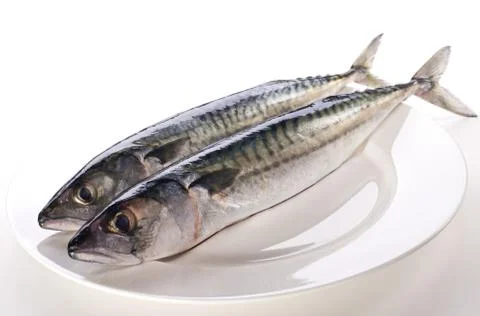 Mackerel Stock Photos