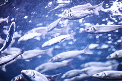 Mackerel Stock Photos