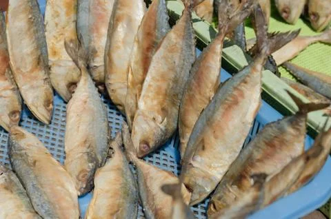Mackerel Stock Photos