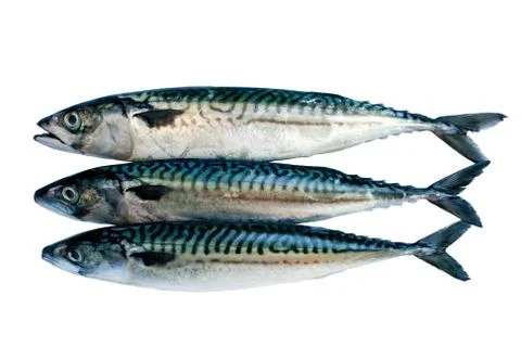 Mackerel Stock Photos